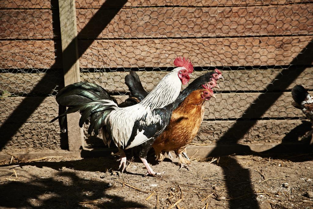 Rosengaarden Pansiyon Boderne Dış mekan fotoğraf
